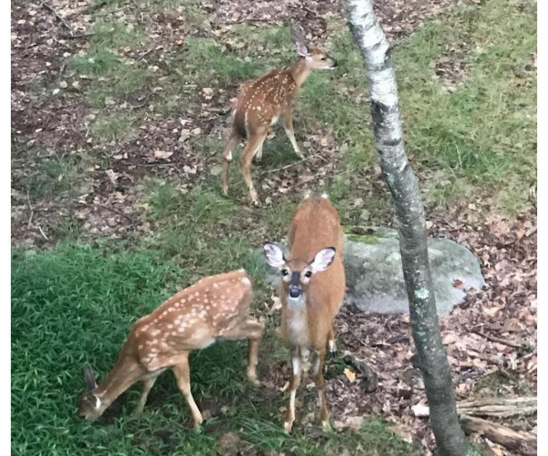 Harmony In The Woods Chalé *